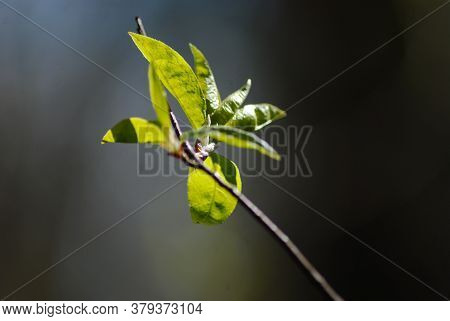 Tree Branch Bud, Small Green Leaves Macro. A Close Up - Spring Season Nature Growth. In Spring, A Yo
