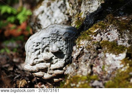 Close-up - In Spring, A Large Tree Flu On The Trunk Of An Old Tree. The Tree Is Covered With Green M