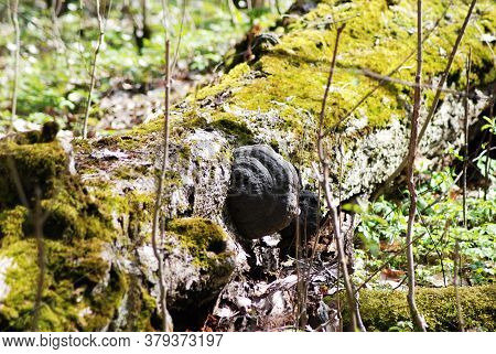 Close-up - In Spring, A Large Tree Flu On The Trunk Of An Old Tree. The Tree Is Covered With Green M