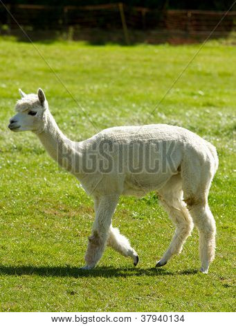 Un Alpaca rasato