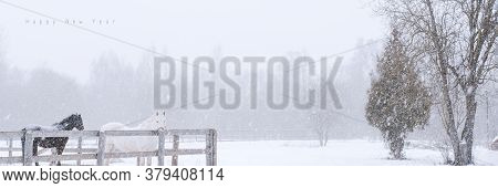 Thoroughbred Horses On Snow Farm Side View. Winter Countryside Landscape Background With Copyspace. 