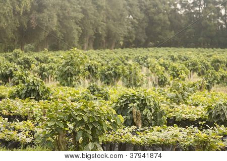 Kaffe plantage