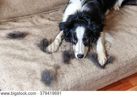 Funny Portrait Of Cute Puppy Dog Border Collie With Fur In Moulting Lying Down On Couch. Furry Littl