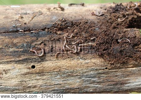 The Picture Shows Little Millepedes On Weathered Wood