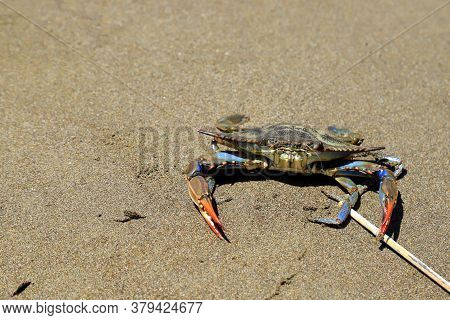 A Large Blue Crab, Callinectes Sapidus, With Big Claws Sits On The Sand Near Sea. Crab Fishing, Gour
