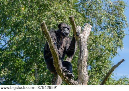 The Problem Of Global Warming. An Old Chimpanzee Sits On Top Of A Withered Tree. People Destroy The 