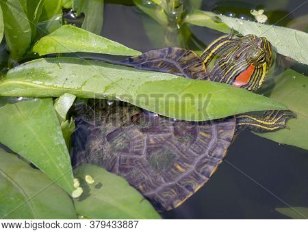 A Yellow-bellied Slider Turtle Pokes Its Head Between The Leaves Of A Virginia Marsh.