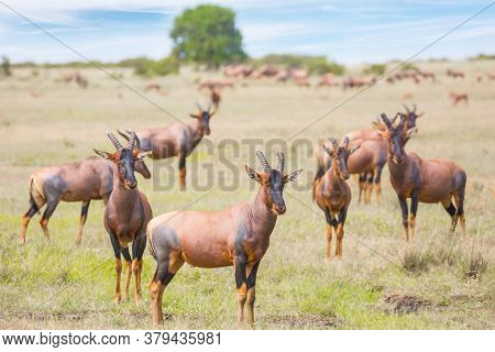 Safari in Masai Mara National Park. Magnificent trip to the African savannah. Kenya. Large flock of Tsessebe antelopes graze together. Ecological, active and phototourism concept