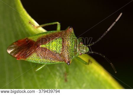 Hawthorn Shield Bug (acanthosoma Haemorrhoidale) Standing On Edge Of A Leaf.