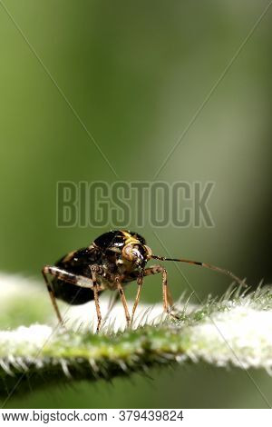 Liocoris Tripustulatus Feeding On Sap From A Leaf.