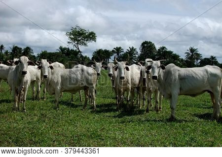 Itamaraju, Bahia / Brazil - April 24, 2011: Cattle Are Seen In Pasture Of Livestock Farm In The City