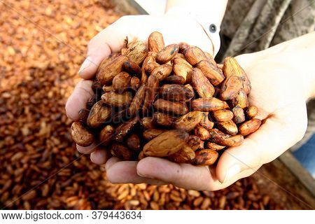 Ilheus, Bahia / Brazil - August 7, 2011: Dried Cacao Seeds Are Seen In A Fruit Plantation Farm In Th