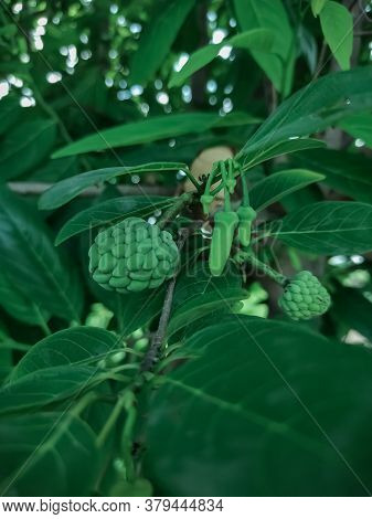 Custard Apple On Tree Branch. Custard Apple Surrounded With Leaves. Custard Apple On Branch. Custard