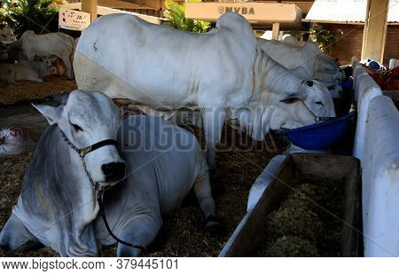 Salvador, Bahia / Brazil - November 29, 2015: Nellore Cattle Are Seen During An Agricultural Exhibit