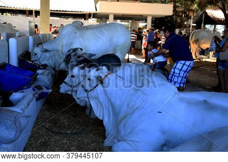 Salvador, Bahia / Brazil - November 29, 2015: Nellore Cattle Are Seen During An Agricultural Exhibit
