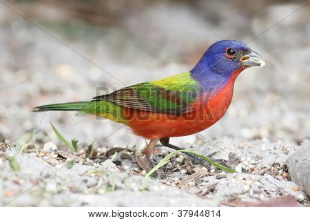 Malované Bunting (passerina Ciris)