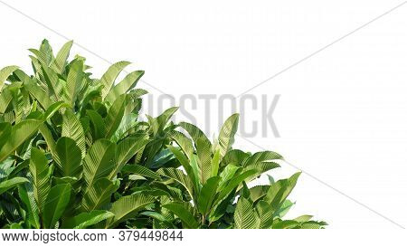 Tropical Elephant Apple Tree With Leaves Branches On White Isolated Background For Green Foliage Bac