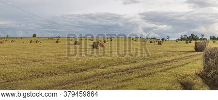 Straw Bales On A Mown Wheat Field After Harvesting Against The Background Of The Forest. Selectivefo
