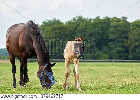 A Valk Color Foal And A Brown Mare In The Field, Wearing A Fly Mask, Pasture, Horse