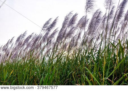 Sugarcane Field With White Flowers And Green Colored Grass Against The White Sky