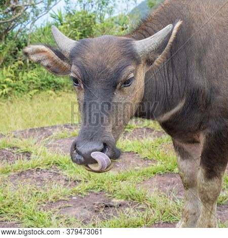 Beautiful Taiwan Water Buffalo Walking On A Stone Stair Steps In Grassland, Prairie In Taoyuan Valle