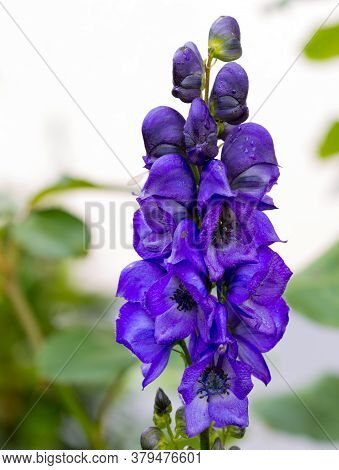 Closeup Of The Blue Flowers Of Carmichaels Monkshood.