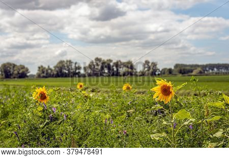 Colorful Field Edge Along A Dutch Meadow. The Plants Are Sown To Promote Biodiversity In The Region.