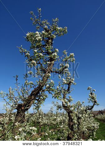 La primavera è qui