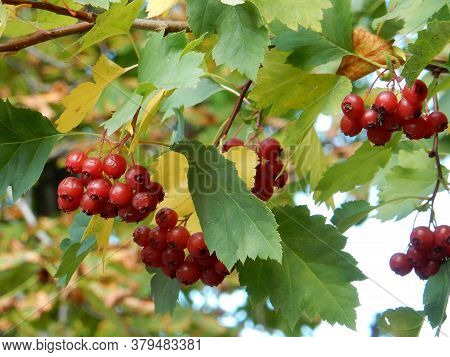 Autumn Hawthorn Branch With Red Berries And Yellow Green Leaves On A Blury Background. High Quality 