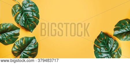 Tropical Palm Leaves With Fre Space, Text Box. Flat Lay, Nature Concept, Mockup