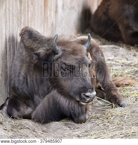 Calf Of European Bison (bison Bonasus), Also Known As Wisent Or The European Wood Bison In The Priok