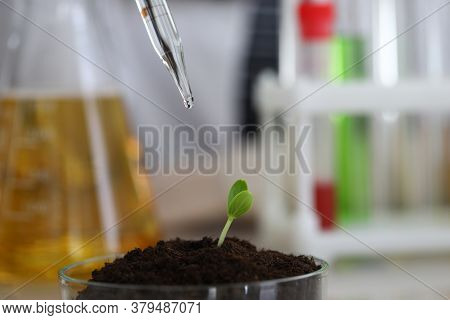 Sampling In The Laboratory For Chemical Analysis And Ph Test. Agrochemical Analysis Of Fertility Gre