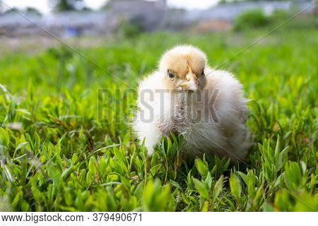 Naked Neck Chicken On The Farm. Little Yellow Chicken On Green Grass In A Field. Close Up Naked Neck