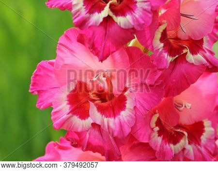 Pink Gladioles Gladiolus Flower. Spring Garden With Gladioles . Groups Gladioles, Sword Lily, Sword 
