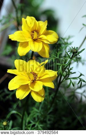 Two Bright Yellow Blooming Bur Marigold Flowers