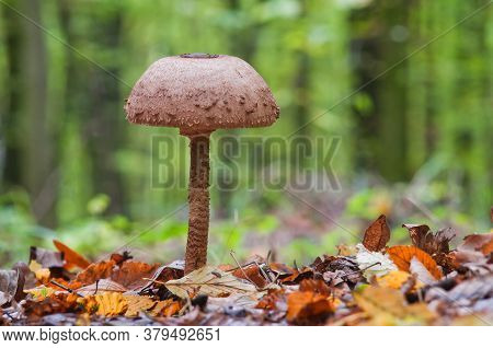 Parasol Mushroom. Wonderful Edible Mushroom Macrolepiota Procera Or Lepiota Protsera.