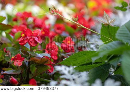 Close-up Of A Beautiful Flower Bed With White And Red Alissum Flowers