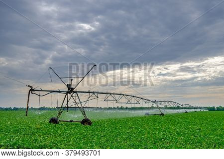 Watering Beets In A Large Field Using A Self-propelled Sprinkler System With A Center Swing. Modern 