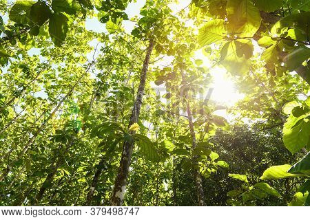 Teak Tree Agricultural In Plantation Teak Field Plant With Green Leaf / Sunlights Forest Of Fresh Gr