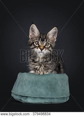 Cute Black Tabby Mackarel Maine Coon Cat Kitten, Sitting  Facing Front In Green Velvet Bag. Looking 