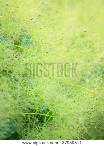 Green Flower Cotinus Coggygria Or Smoketree