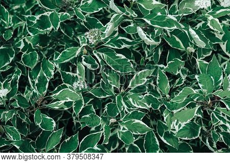 Green Background With Leaves Ficus Benjamina. Growing Ficus In The Garden. Top View. Copy, Empty Spa