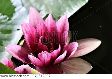 Close-up Of A Pink Water Lily With Green Leaf