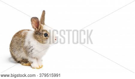 Brown And White Rabbit Animal Or Small Bunny Easter Is Sitting And Funny Happy Animal Have White Iso
