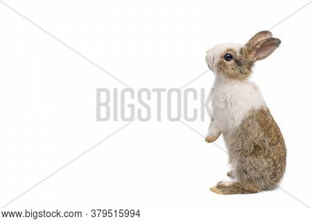 Little Brown And White Rabbit Standing On Isolated White Background With Clipping Path. It's Small M