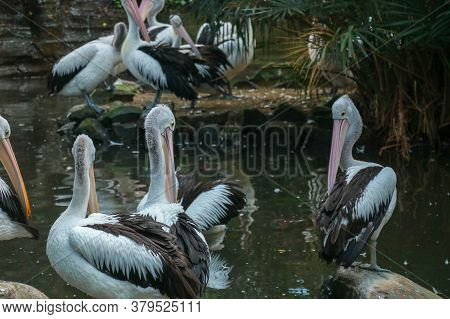 Australian Pelican Pelecanus Swimming. The Australian Pelican Has The Longest Beak Of Any Bird