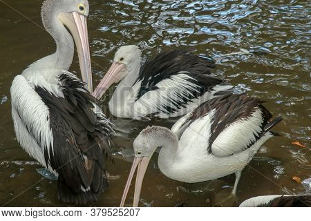 Australian Pelican Pelecanus Swimming. The Australian Pelican Has The Longest Beak Of Any Bird