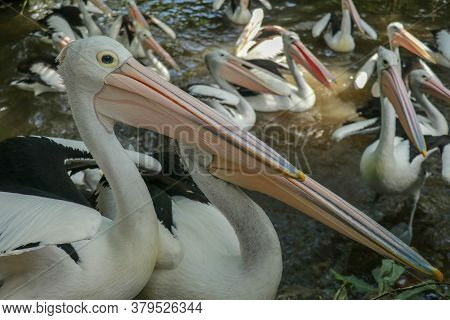 Group Of Australian Pelicans, Pelecanus , Swims In The Water. It Is A Large Waterbird In The Pelecan