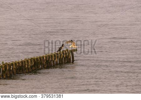 Seagull With Outstretched Wings And Kormoran Sitting On A Wooden Breakwater In The Sea In Hindeloope