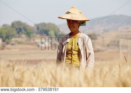 SHAN STATE, MYANMAR - FEBRUARY 04: Shan woman with traditional thanakha on her face is croping wheat harvest on February 04, 2011 in rural area, Shan state, Myanmar.